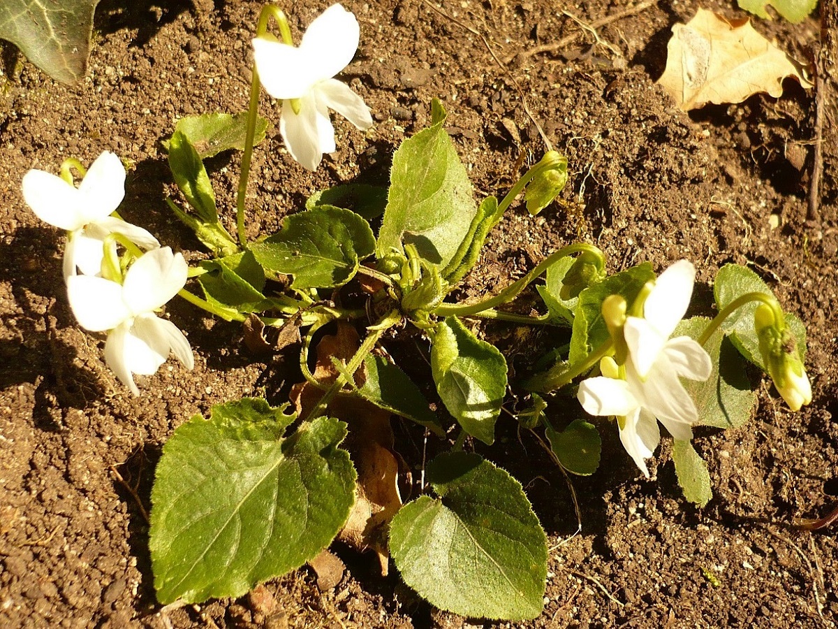 Viola alba (Violaceae)